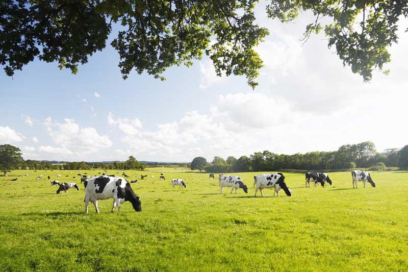 colostrum cows in a dairy farm field